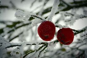 Image result for HD Wallpaper Winter Flowers and Apple's