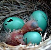 Image result for Fat Baby Bird