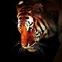 Image result for Dark Tiger Wallpaper