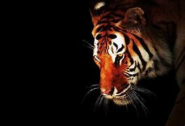 Image result for Dark Tiger Wallpaper