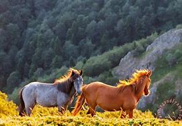 Image result for Native American Wild Horses