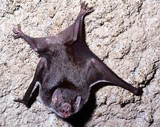 Image result for Vampire Bat Kids