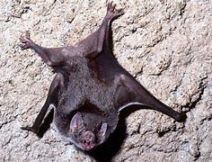 Image result for Vampire Bat Funny