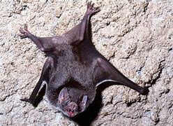 Image result for Vampire Bat Species