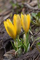 Image result for Crocus korolkowii