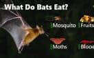 Image result for Scary Bat Eating Humans