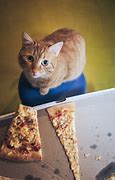 Image result for Ginger Cat Eating Pizza