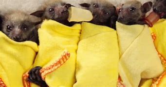 Image result for Baby Bat in Blanket