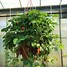 Image result for Indian Strawberry