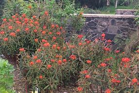 Image result for Euphorbia griffithii Beauty Orange