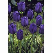 Image result for Tulipa Bleu Aimable
