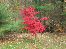 Image result for Osakazuki Japanese Maple