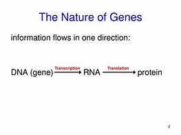 Image result for Nature of Genes