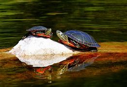 Image result for Painted Box Turtle