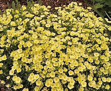 Image result for Arenaria montana Summer Lemon