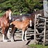 Image result for French Draft Horse Breeds