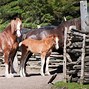 Image result for Pictures of Draft Horse Breeds