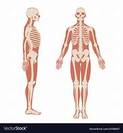 Image result for Human Anatomy Side View