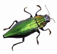 Image result for Greenhouse Bugs Transparent