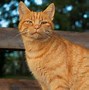 Image result for Orange Cat Head