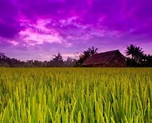 Image result for Rice Terraces Japan Lights