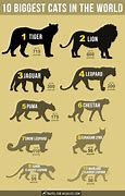 Image result for Cat Size Comparison Chart
