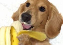 Image result for Banana Dog Meme