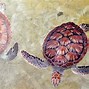 Image result for Cool Sea Turtle