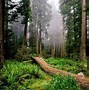 Image result for Forest Background Wallpaper