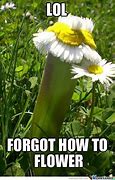 Image result for Flower Memes for Women