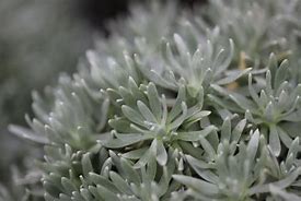 Image result for Helichrysum arwae