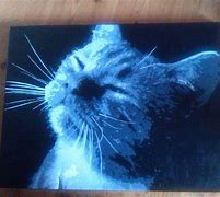 Image result for Cat Painting Road Milkie Way
