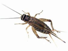 Image result for Dry Crickets Snaxk