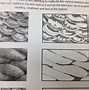 Image result for Texture Drawing Examples