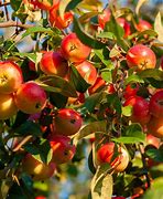 Image result for Winesap Heirloom Apple Tree