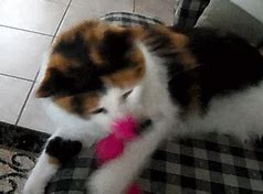 Image result for Calico Cat Memes