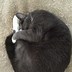 Image result for Funny Yoga Cat Poses