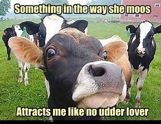 Image result for Cow Hmmm Meme