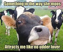 Image result for Mayhaps Meme Cow