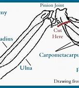 Image result for Bird Wing Joint Anatomy