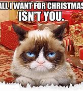 Image result for Grumpy Cat Merry Christmas