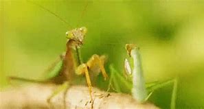 Image result for Cricket Animal GIF