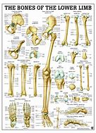 Image result for Limb Anatomy