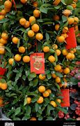 Image result for Small Mandarin Orange