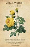 Image result for Meaning of Flowers