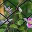 Image result for Best Trellis for Clematis