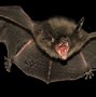 Image result for Vampire Bat Evil