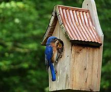 Image result for Bird Nests On Houses