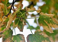 Image result for Brown Leaves On Honeycrisp Tree