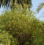 Image result for Poncirus trifoliata
